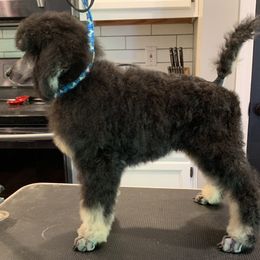 Poodle Puppies from Cosmic Caliber Standard Poodles
