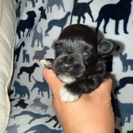 Black girl 4 white toes - Black female Miniature Schnauzer puppy in Forest, Virginia from Prestige Kennel LLC