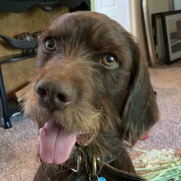 Brownie - Pudelpointer