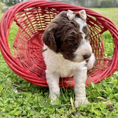 Bernedoodle, Goldendoodle, Labradoodle, and Pyredoodle Puppies from Oopsie Doodles of NC