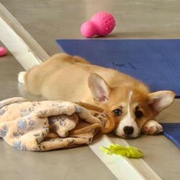 Macaroon - Red male Pembroke Welsh Corgi puppy in Kiowa, Colorado from Cool Water Corgis LLC