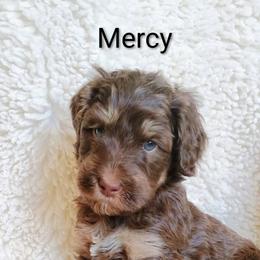 Mercy - Phantom female Bernedoodle puppy in Marion County, Ohio from Hatten Homestead Kennels