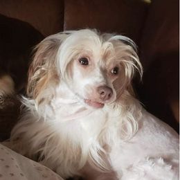Chinese Cresteds from 5 Star Kennel