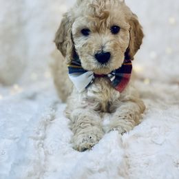 Goldendoodle Puppies from Castillo Family Farm