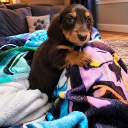 Ivan - Chocolate and tan male Dachshund puppy in Adolphus, Kentucky from Walker's Dachshunds