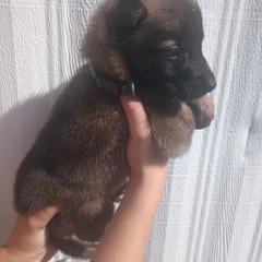 Dark Green Collar - Fawn sable male Belgian Malinois puppy in Marshall, Michigan from McMillan Malinois