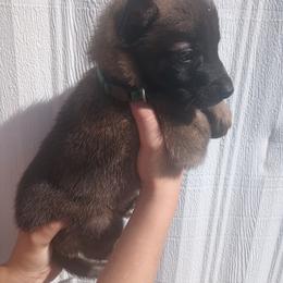 Dark Green Collar - Fawn sable male Belgian Malinois puppy in Marshall, Michigan from McMillan Malinois