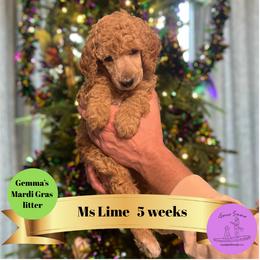 Ms Lime - Apricot female Poodle puppy in Ocean Springs, Mississippi from Forever Summer Standard Poodles