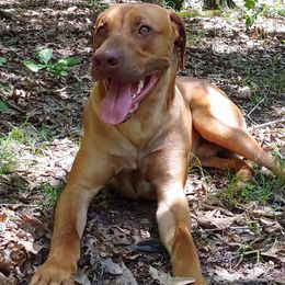 Rhodesian Ridgebacks from Sans Peur Ridgebacks