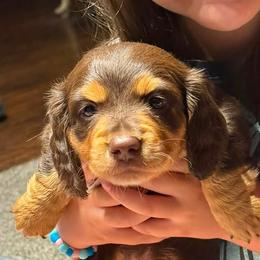 Dachshunds from Steber Family Dachshunds