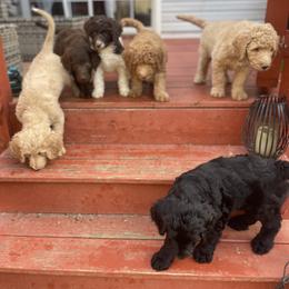 Labradoodle Puppies from CC Labradoodles