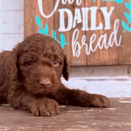 Harley - Chocolate female Goldendoodle puppy in Arlington, Texas from Chambers Doodle Patch