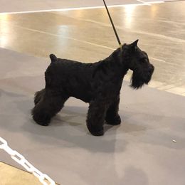 Max - Miniature Schnauzer