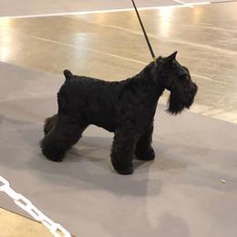 Max - Miniature Schnauzer