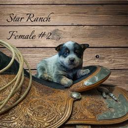 Female 2 - Blue female Australian Cattle Dog puppy in Waterloo, South Carolina from Star Ranch Australian Cattle Dogs