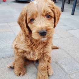 Goldendoodles from Ginger Paws Doodles