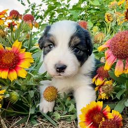 Leah - Black tri-color female Australian Shepherd puppy in Wauneta, Nebraska from 4H Aussies