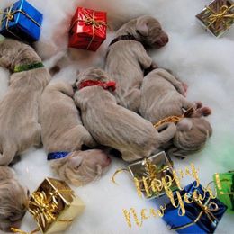 Weimaraner Puppies from Zauberhaft Weimaraners