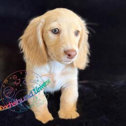 Cosmo - Cream male Dachshund puppy in Peyton, Colorado from Dachshund Universe