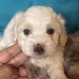 Boy K1 - White male Maltipoo puppy in Las Vegas, Nevada from Maltipoo_vegas