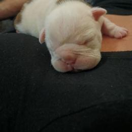 Brody - Red brindle and white male Bulldog puppy in Cannon Falls, Minnesota from Pattys Boxers and Bulldogs