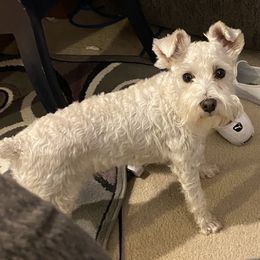 Violet - Miniature Schnauzer