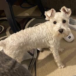 Violet - Miniature Schnauzer