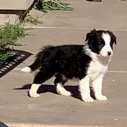 Border Collie Puppies from Shill Border Collies
