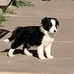 Border Collie Puppies from Shill Border Collies