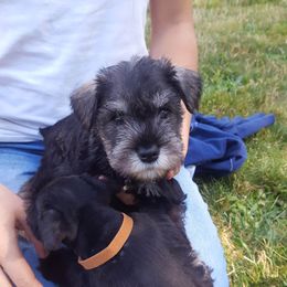 Miniature Schnauzer Puppies from Barenaba Schnauzers