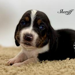 Sheriff - Black white and brown male Basset Hound puppy in Dingess, West Virginia from Tuckers' Howling Hounds