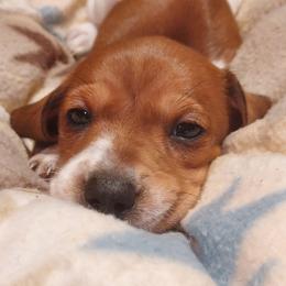 Chex - Piebald male Dachshund puppy in Memphis, Texas from Weiner Warriors