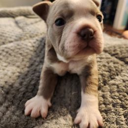 Boston Terrier Puppies from Bostic's bostons