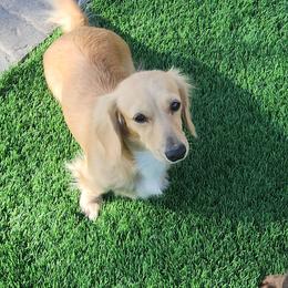 Dolly - Dachshund