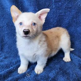 Charlotte - Red merle and white female American Corgi puppy in Castle Rock, Washington from Heckman Corgis