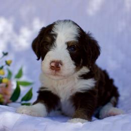 Zion - Phantom male Bernedoodle puppy in Queen Creek, Arizona from Dulcito Doodles
