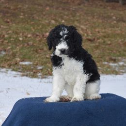 Goldendoodle Puppies from Happy Valley Doodles