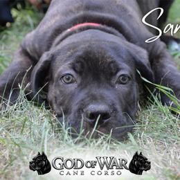 Sara - Black brindle female Cane Corso puppy in Princeton, Minnesota from God Of War Cane Corso