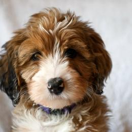 Bernedoodles from Stanger Farms