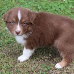 Homer - Red tri-color male Australian Shepherd puppy in Kansas, Oklahoma from Windy G Farm