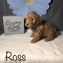 Goldendoodle Puppies from Delaryedoodles