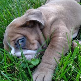 Bulldogs from Carman's Babies