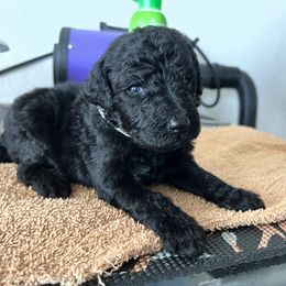 Poodle Puppies from Tyler Family Poodles