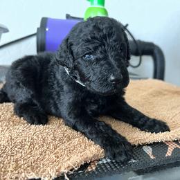 Poodle Puppies from Tyler Family Poodles