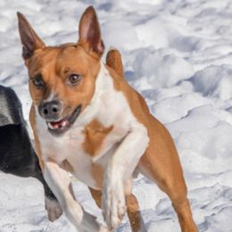 Rat Terriers from 3bearfarmVT