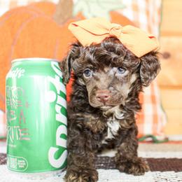 Tina - Brown female Poodle puppy in Hugo, Oklahoma from Ann R.