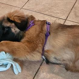 Leonberger and Miniature Australian Shepherd Puppies from Bear Pond Aussies / Leonbergers of Maine