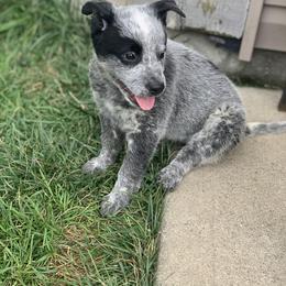 Australian Cattle Dog Puppies from Quarter Acre Farms