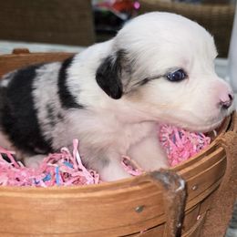 Autumn - Red merle female Miniature Australian Shepherd puppy in Port Saint Lucie, Florida from Charlene Brannon's Mini Australian Shepherds
