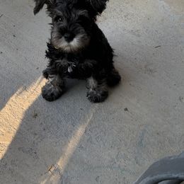 Miniature Schnauzer Puppies from Lindow Schnauzers